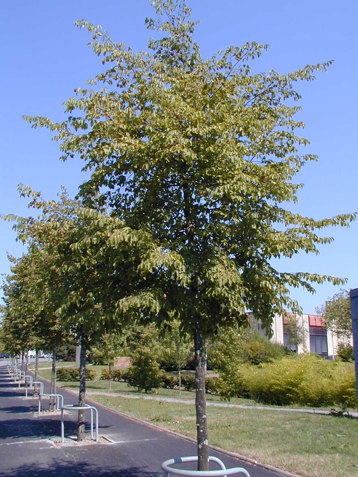 Carpen negru (Ostrya carpinifolia)