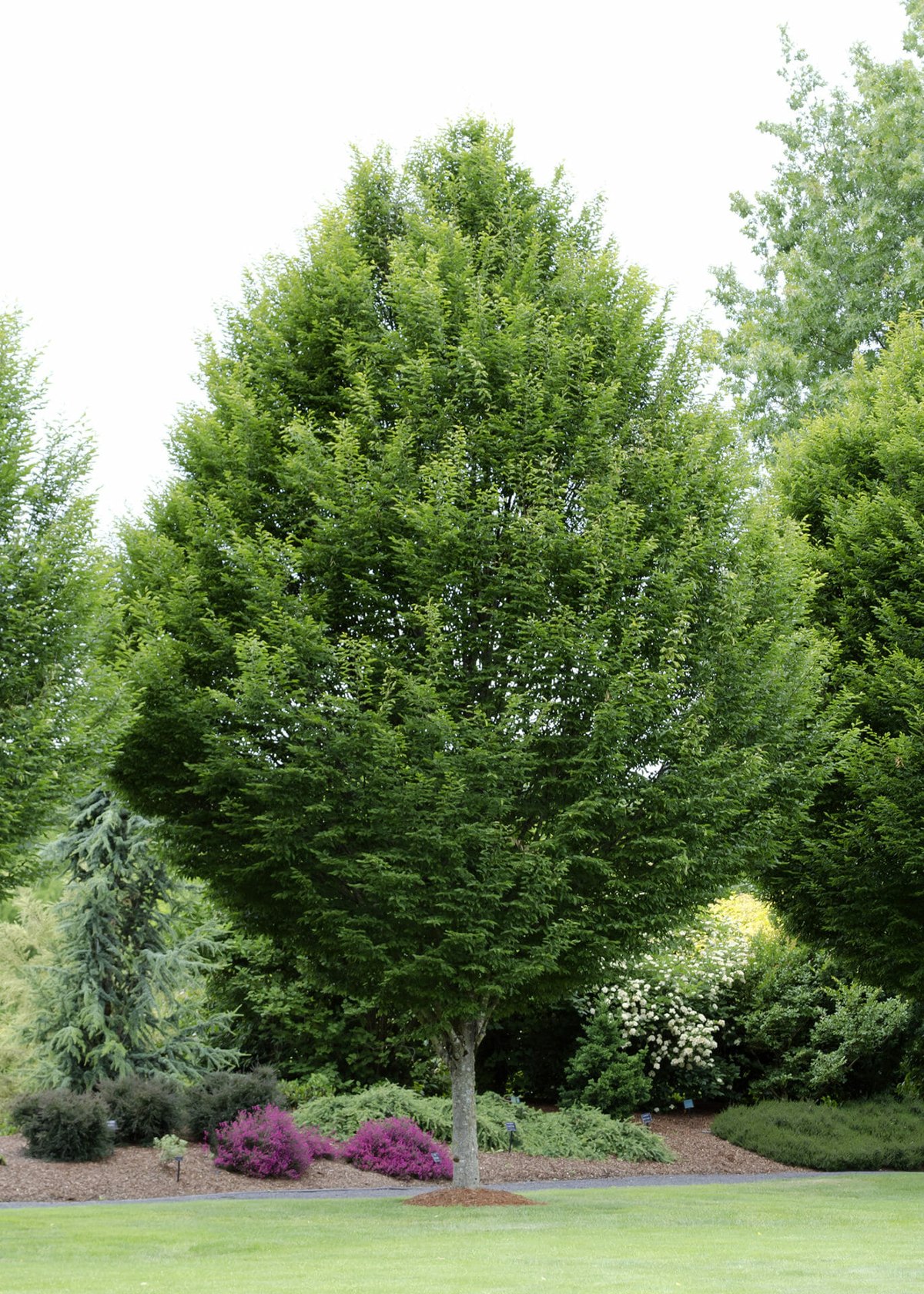 Carpen (Carpinus betulus)