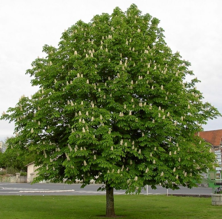Castan porcesc (Aesculus hippocastanum)