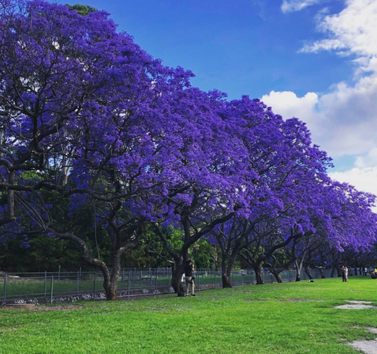 Jacaranda (Jacaranda mimosifolia)