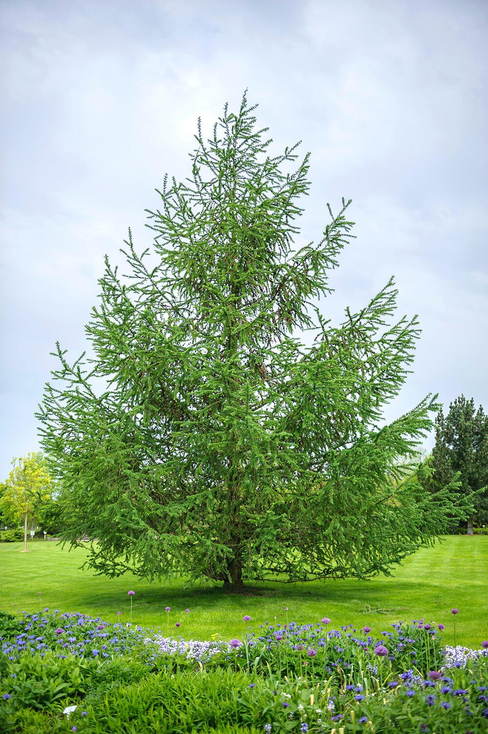 Larice japonez (Larix kaempferi)