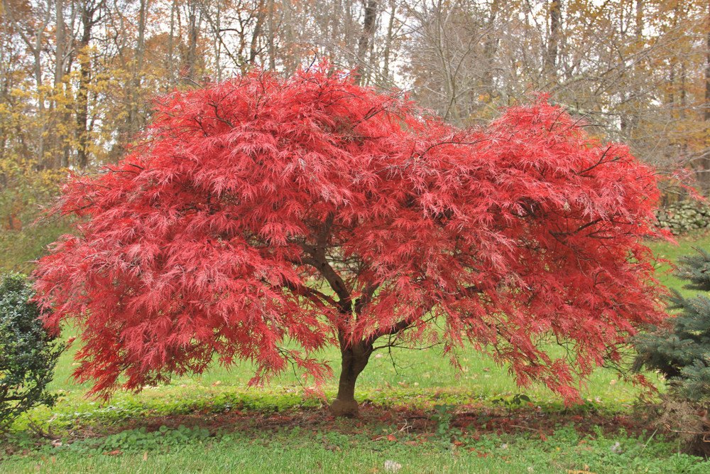 Arțar japonez (Acer palmatum)