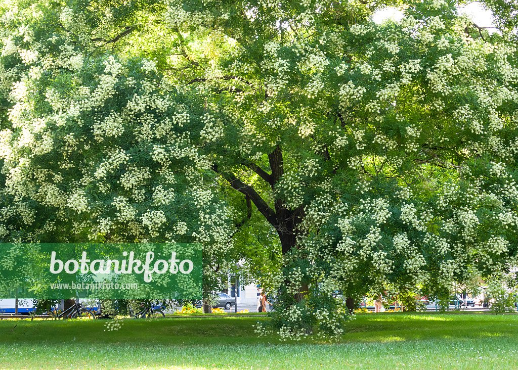 Sofora japoneză (Styphnolobium japonicum)