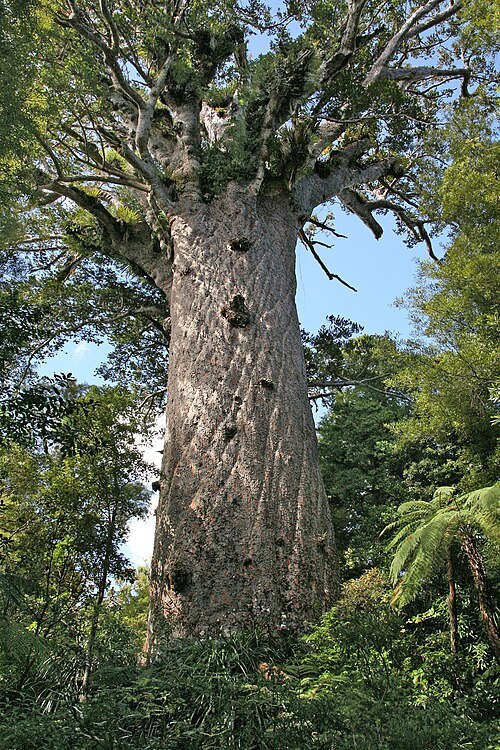 Kauri (Agathis australis)