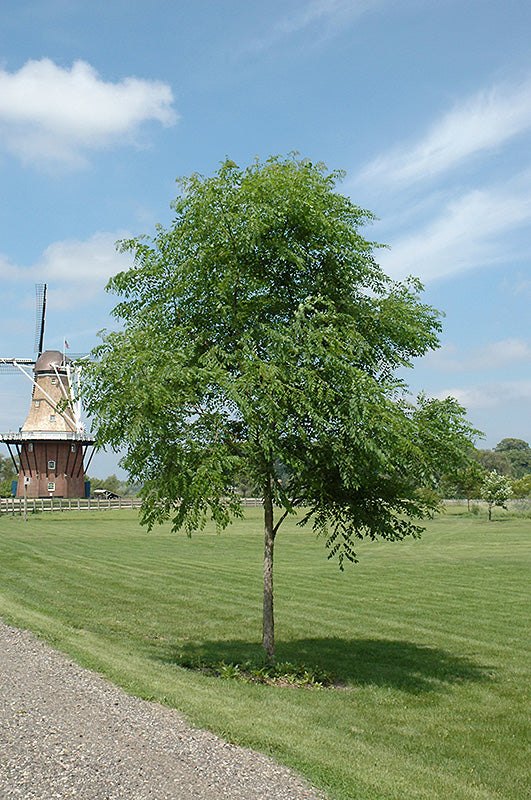 Arbore cafea Kentucky (Gymnocladus dioicus)