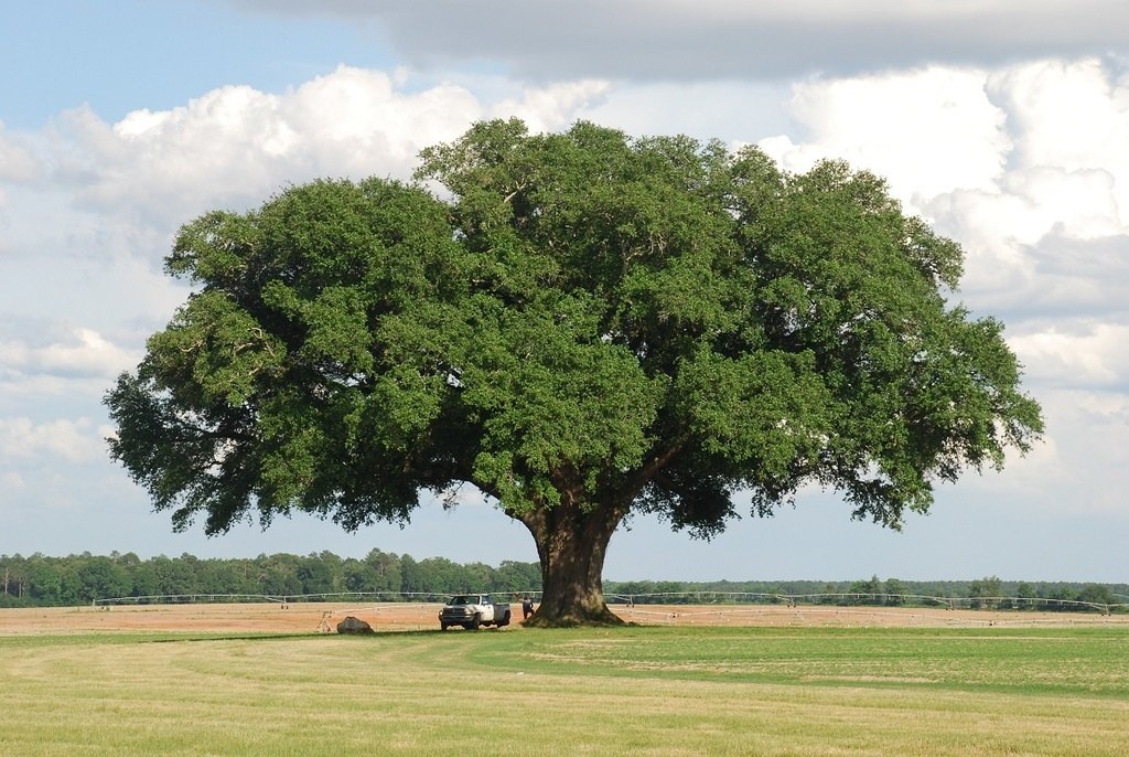 Stejar veșnic verde (Quercus virginiana)