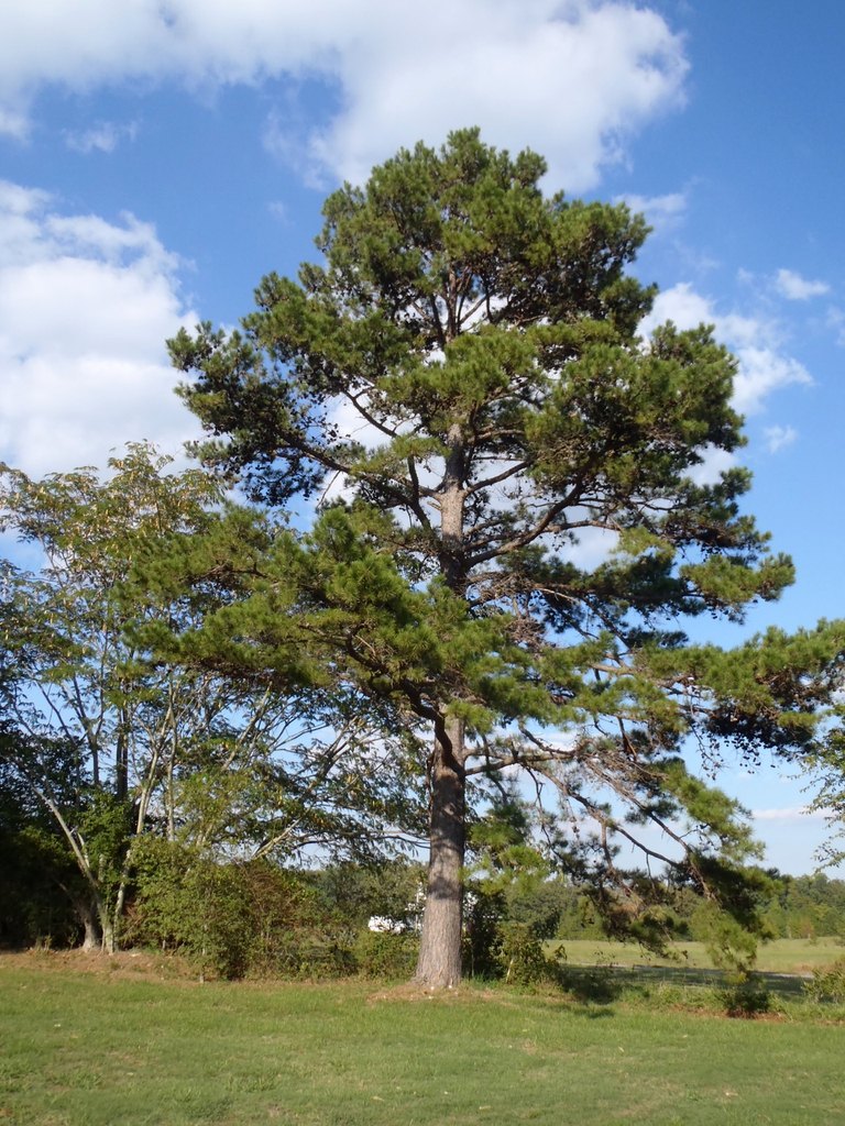 Pin loblolly (Pinus taeda)