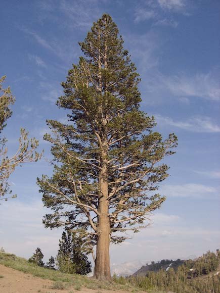 Pin lodgepole (Pinus contorta)