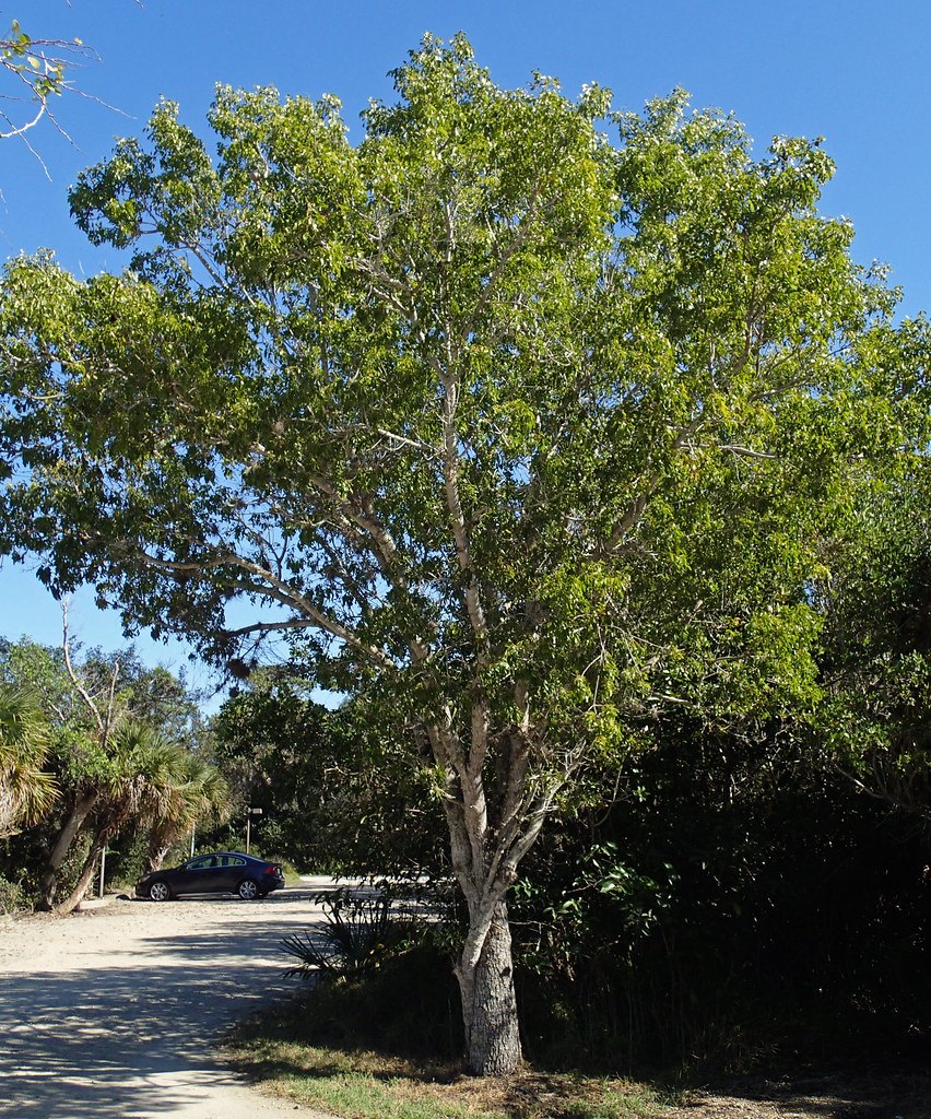 Mahon (Swietenia mahagoni)