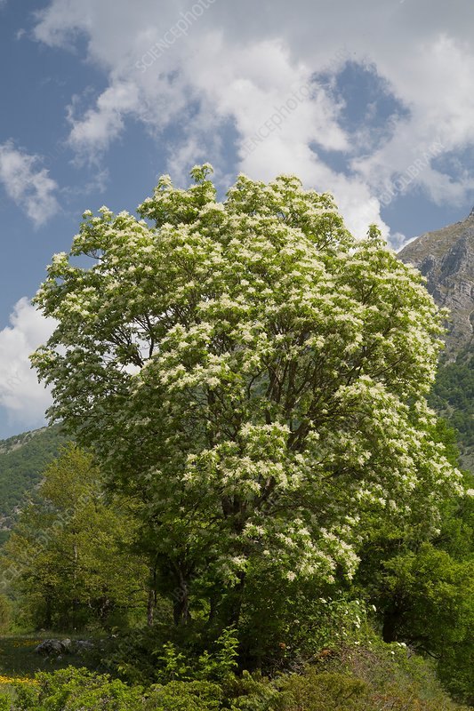 Mojdrean (Fraxinus ornus)