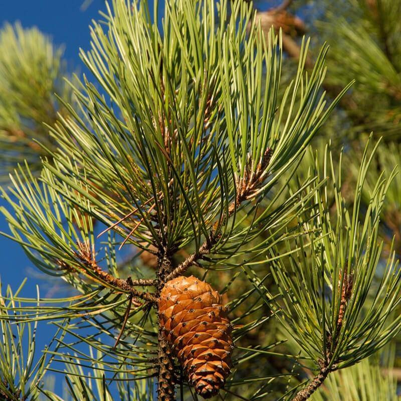 Pin maritim (Pinus pinaster)