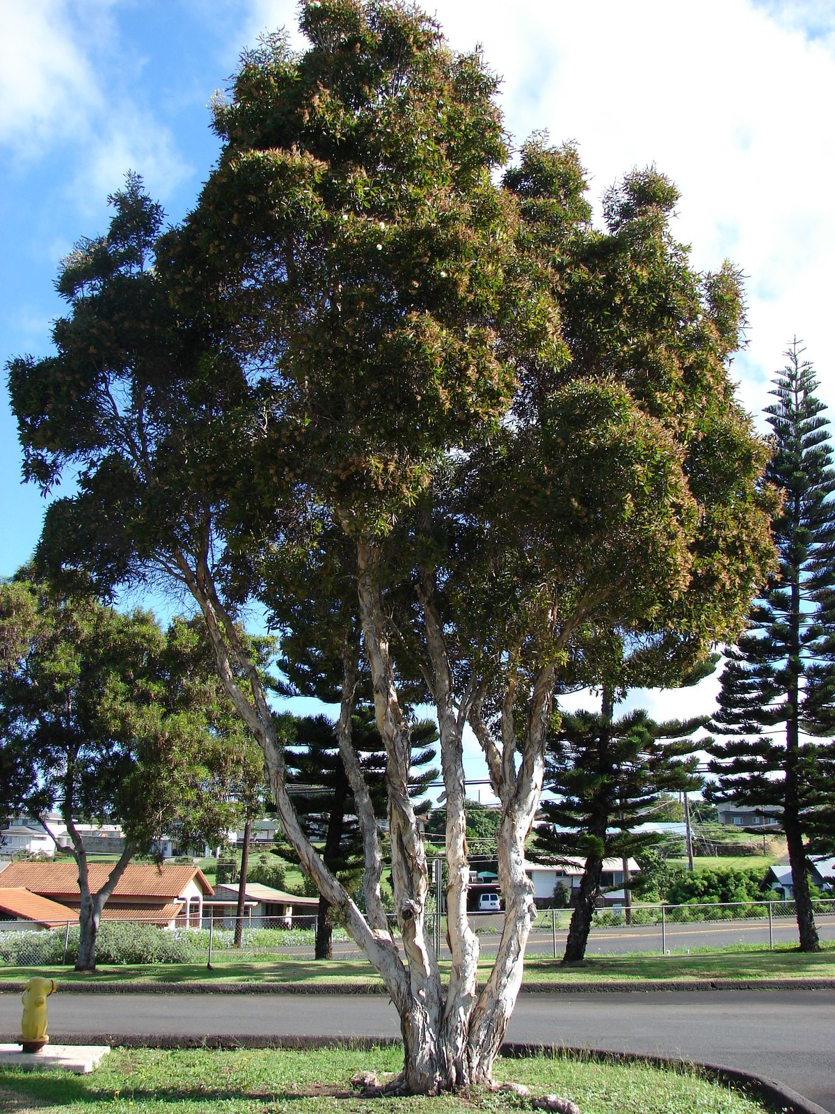 Melaleuca (Melaleuca quinquenervia)