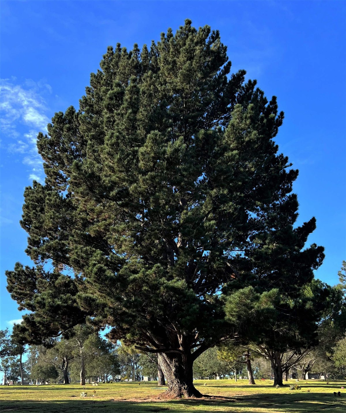 Pin Monterey (Pinus radiata)