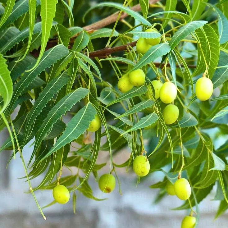 Neem (Azadirachta indica)