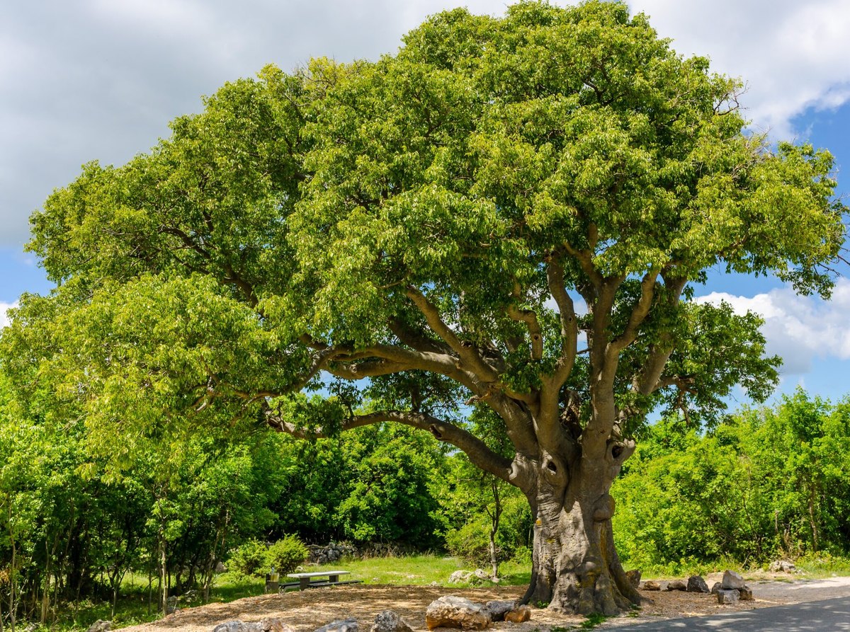 Sâmbovină europeană (Celtis australis)