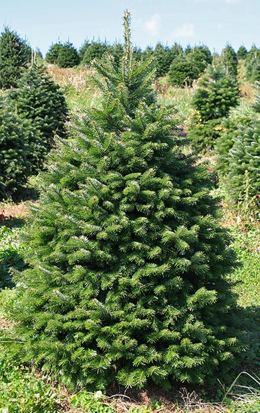Brad Nordmann (Abies nordmanniana)