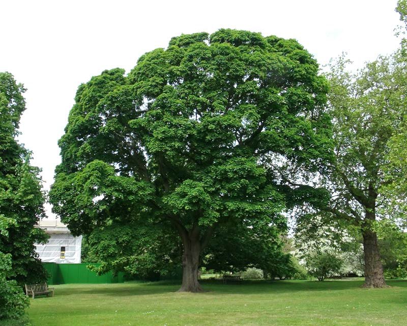 Arțar norvegian (Acer platanoides)