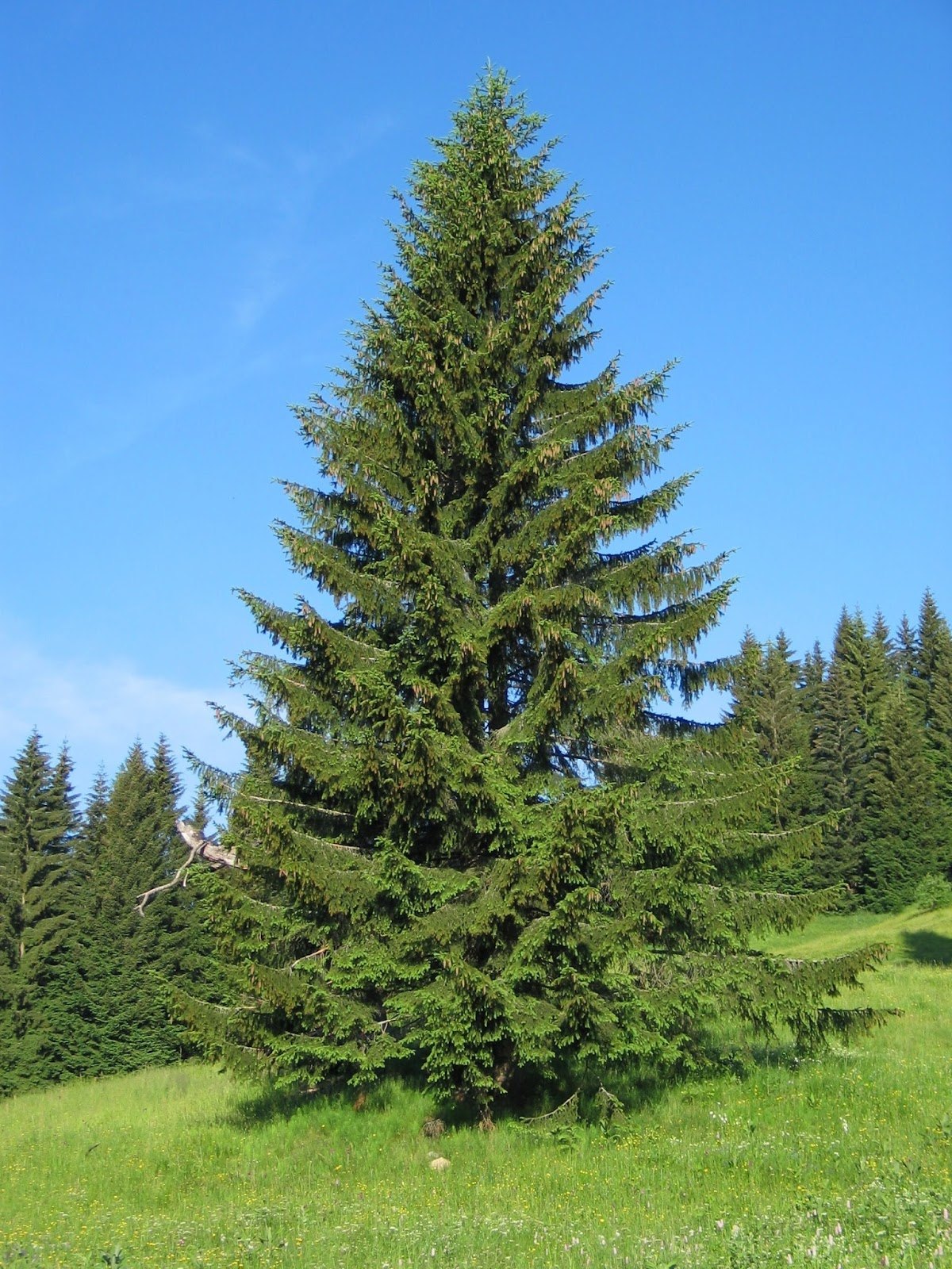 Molid european (Picea abies)
