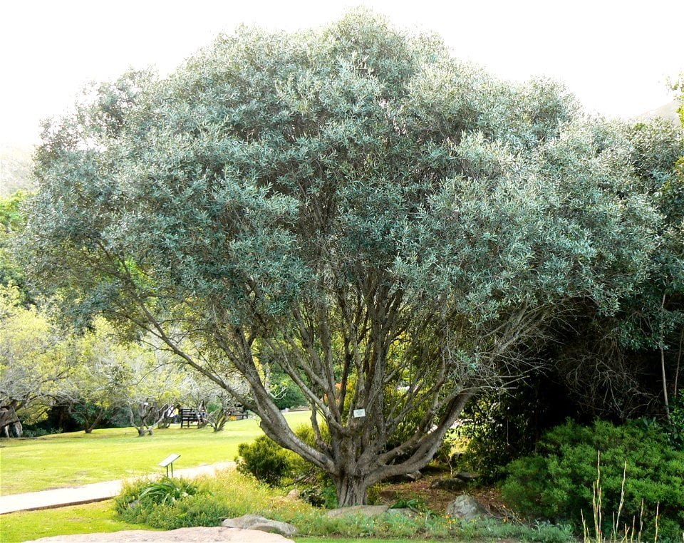 Măslin sălbatic (Olea europaea subsp. cuspidata)