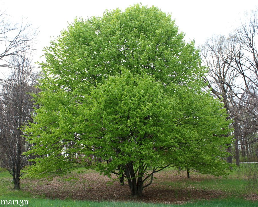 Fag oriental (Fagus orientalis)