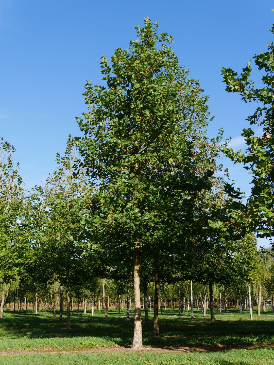 Platan oriental (Platanus orientalis)