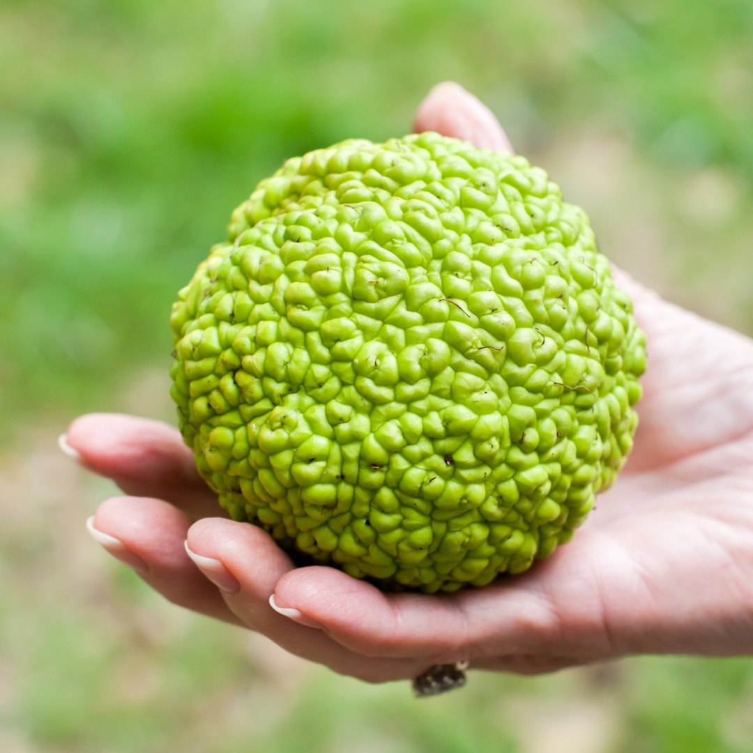 Portocal Osage (Maclura pomifera)