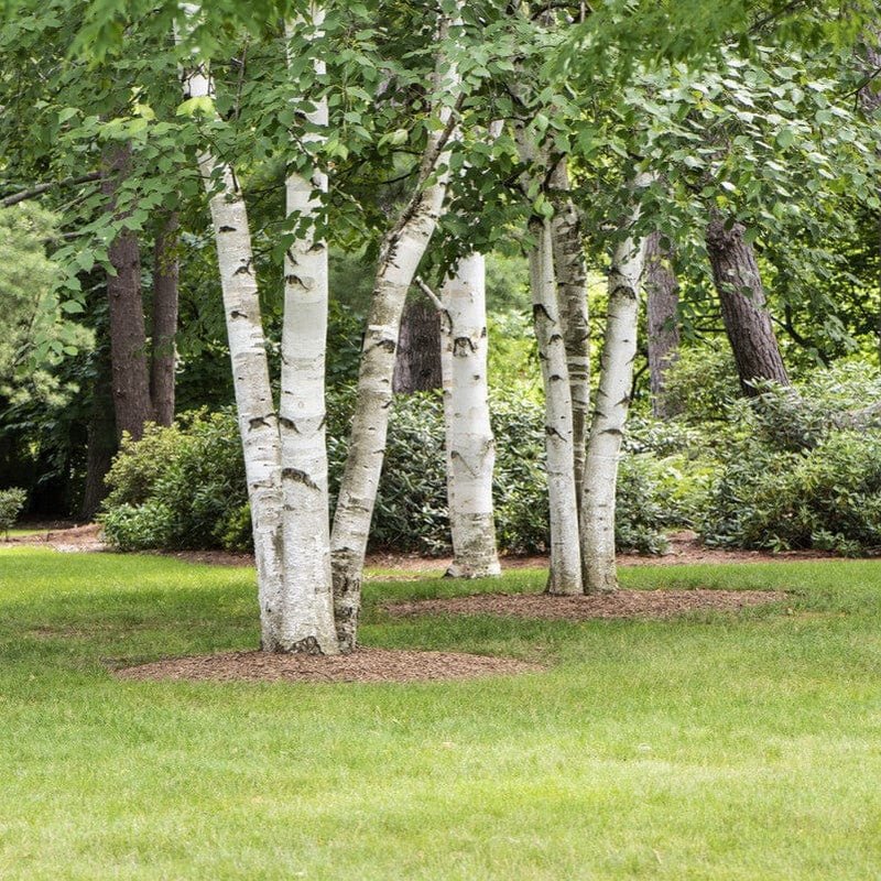 Mesteacăn de hârtie (Betula papyrifera)