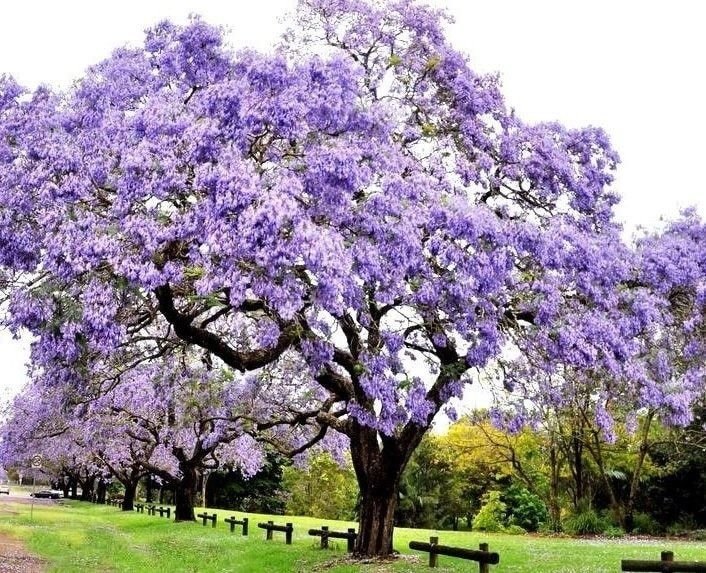 Paulownia (Paulownia tomentosa)