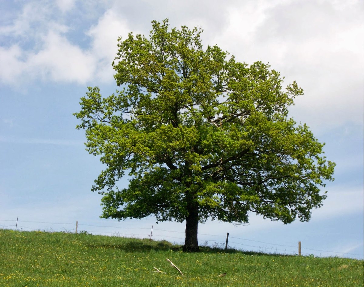 Stejar pedunculat (Quercus robur)