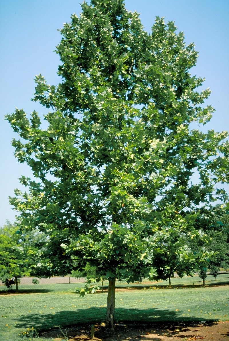 Platan (Platanus x acerifolia)