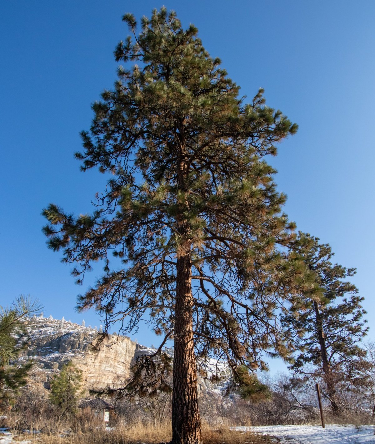 Pin ponderosa (Pinus ponderosa)