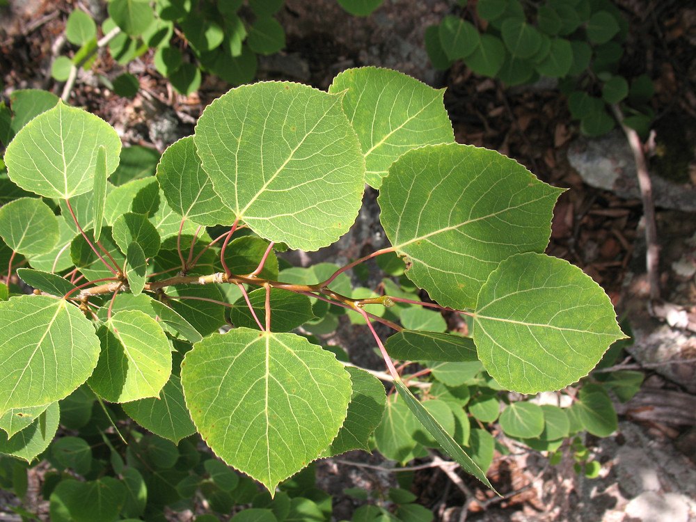 Plop tremurător american (Populus tremuloides)