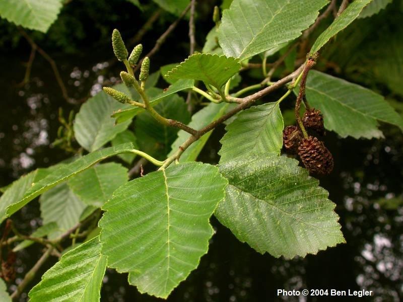 Arin roșu (Alnus rubra)