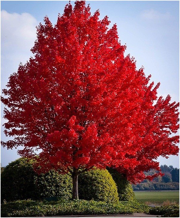 Arțar roșu (Acer rubrum)