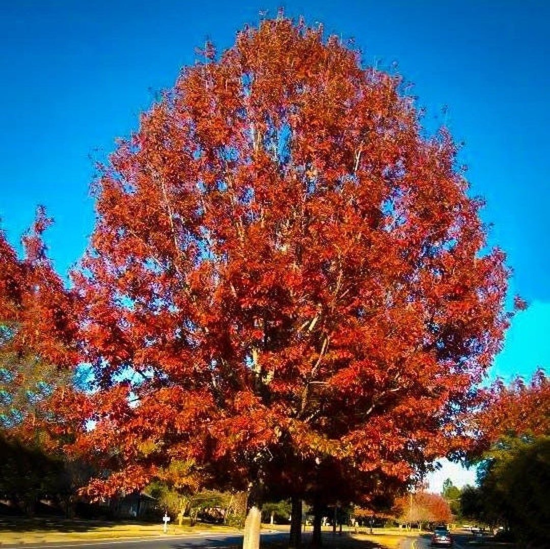 Stejar roșu (Quercus rubra)