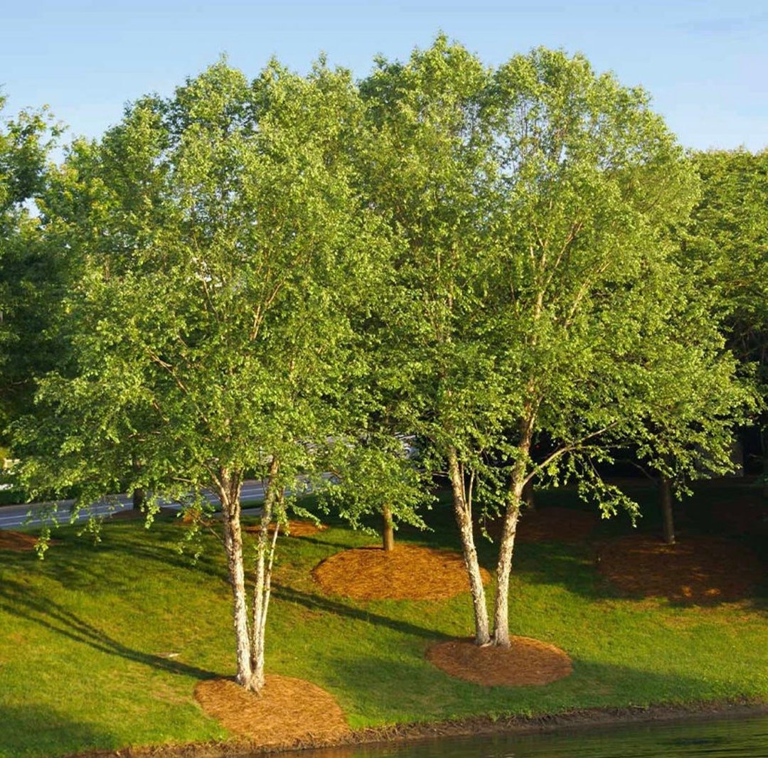 Mesteacăn de râu (Betula nigra)
