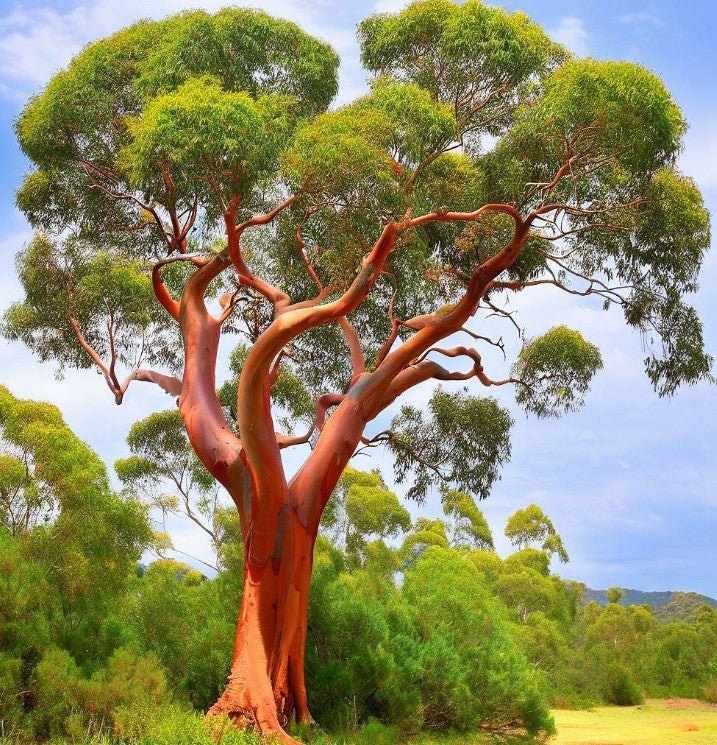 Eucalipt roșu de râu (Eucalyptus camaldulensis)