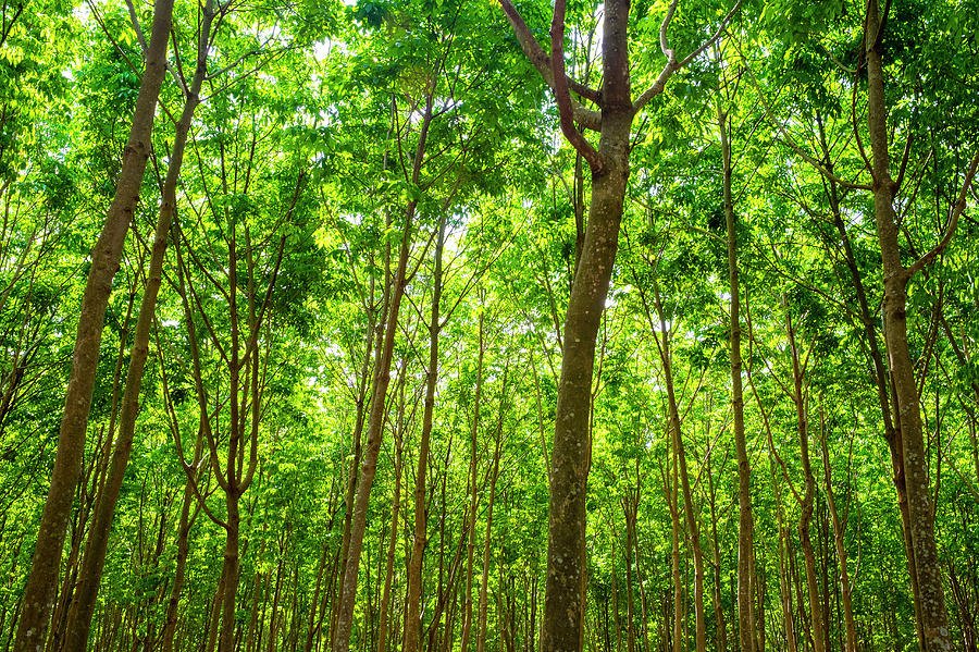 Arbore de cauciuc (Hevea brasiliensis)