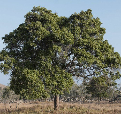 Santal (Santalum album)