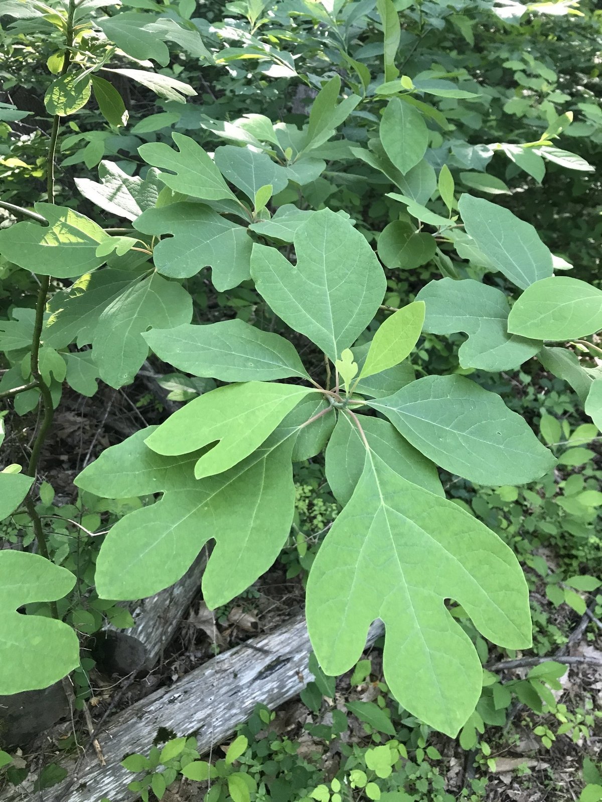 Sasafras (Sassafras albidum)