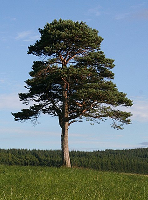 Pin silvestru (Pinus sylvestris)