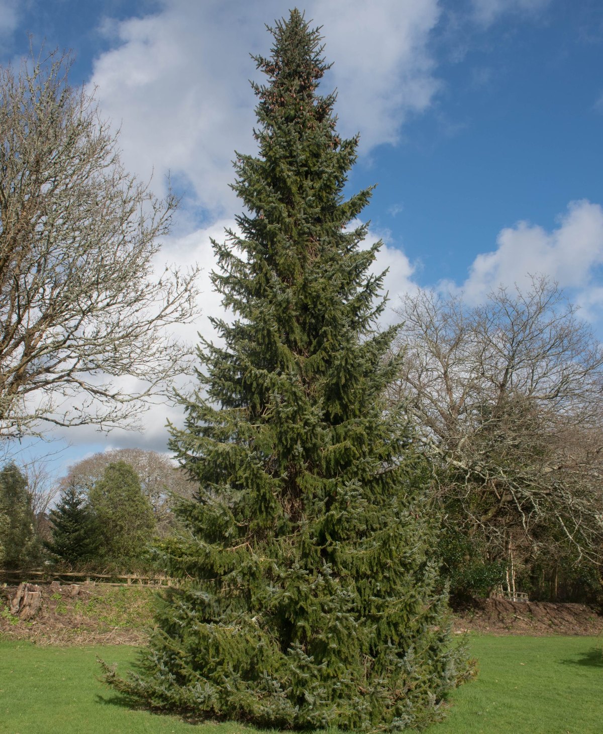Molid sârbesc (Picea omorika)