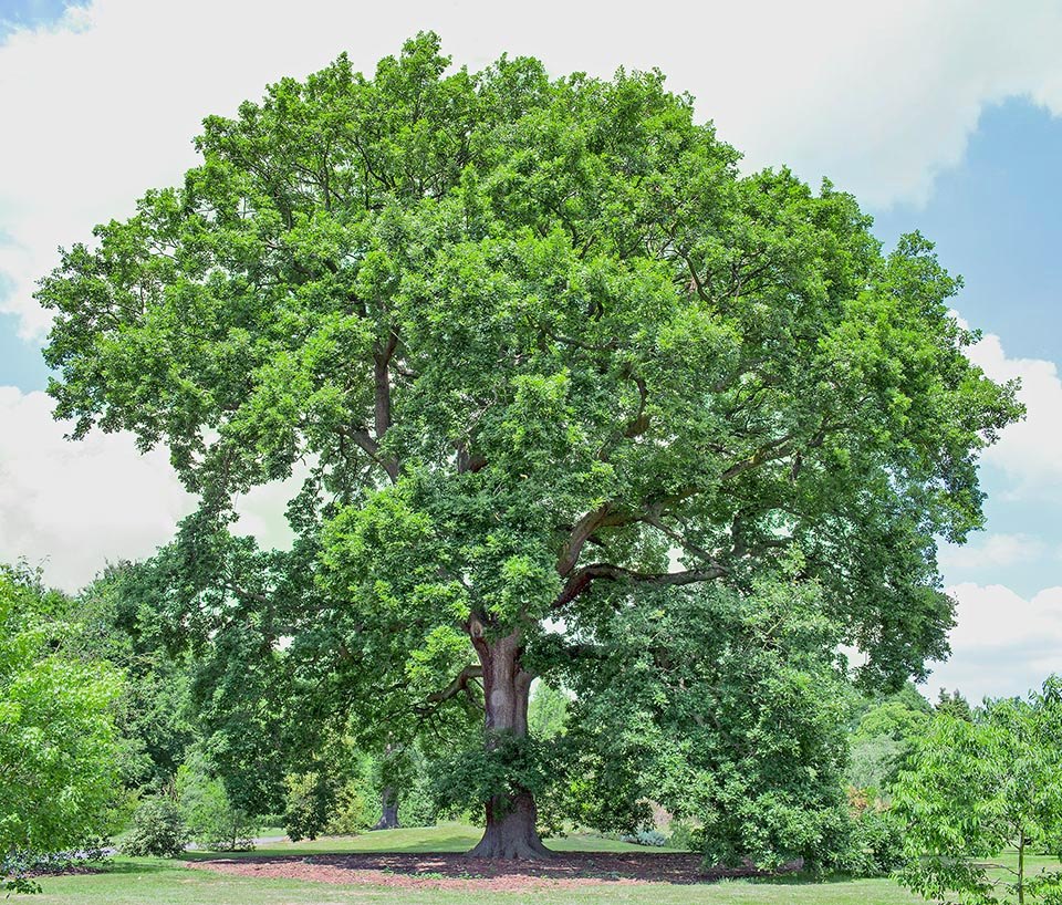Stejar gorun (Quercus petraea)
