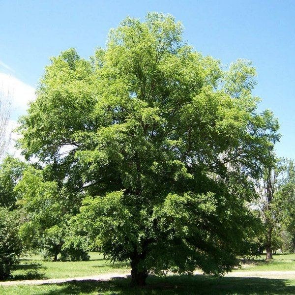 Ulm siberian (Ulmus pumila)