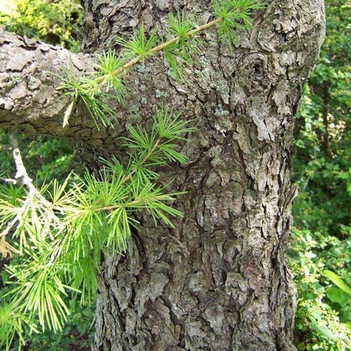 Larice siberian (Larix sibirica)