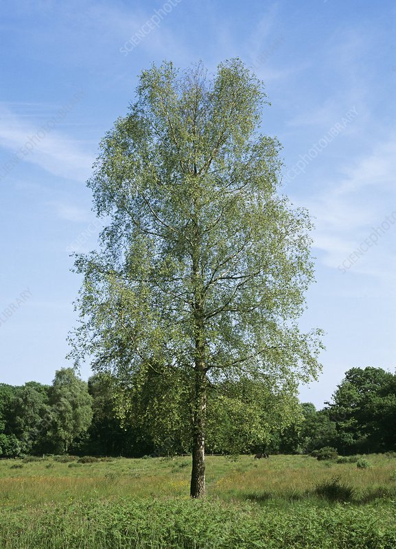 Mesteacăn argintiu (Betula pendula)