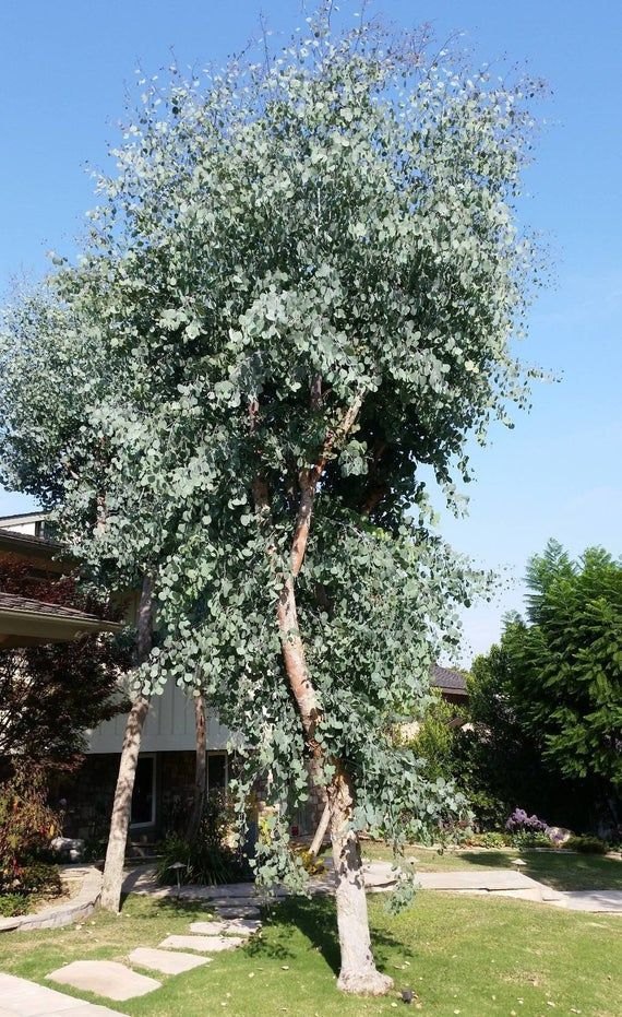 Eucalipt argintiu (Eucalyptus gunnii)
