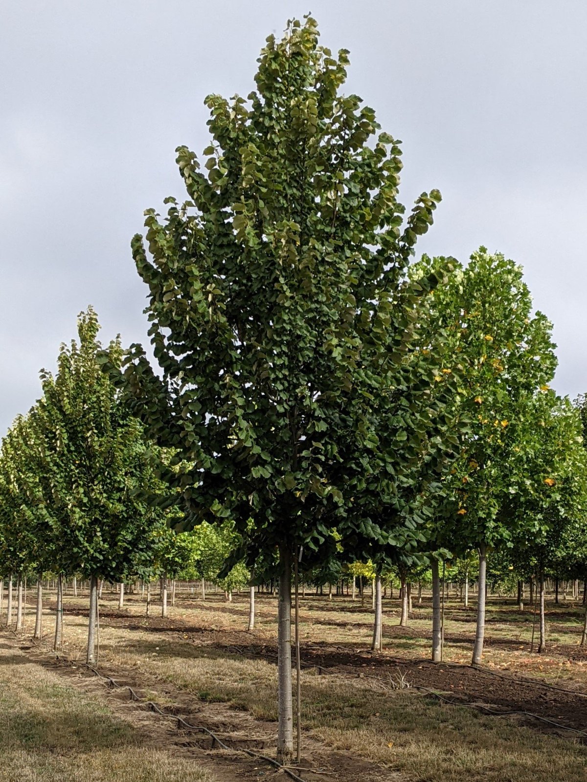 Tei argintiu (Tilia tomentosa)