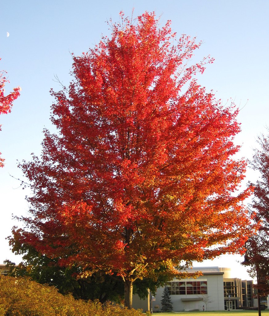 Arțar argintiu (Acer saccharinum)