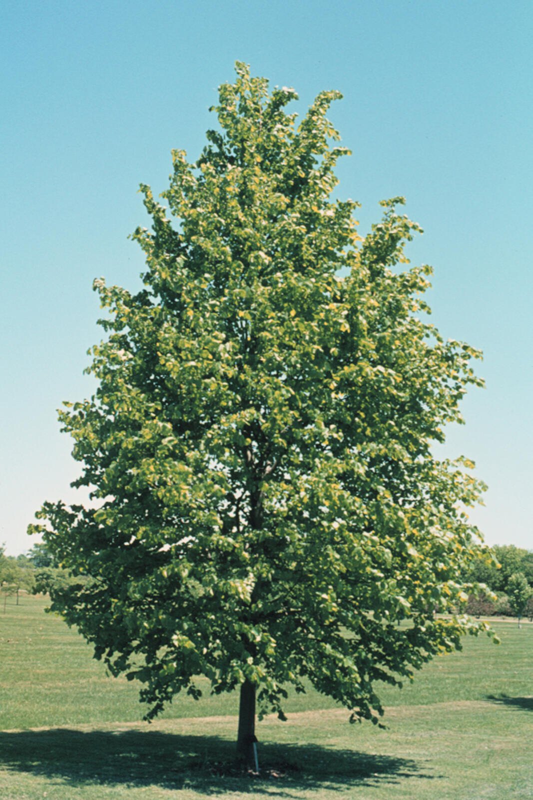 Tei pucios (Tilia cordata)